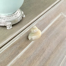 Small White Turbo Shell Drawer Pull