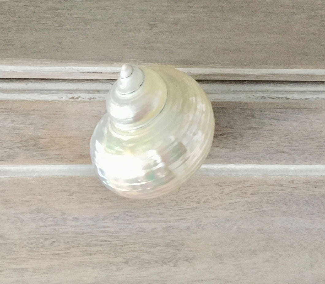 White Smooth Turbo Shell Drawer Pull